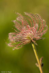 Geum montanum