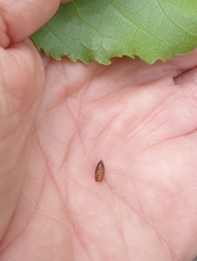 Meteorus pulchricornis