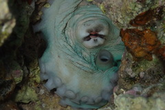 Octopus cyanea