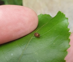Meteorus pulchricornis