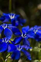 Gentiana bavarica