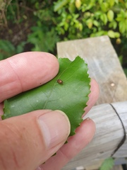 Meteorus pulchricornis