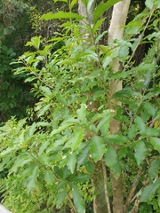 Meteorus pulchricornis