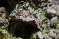 Glossodoris