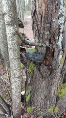 Phellinus igniarius igniarius
