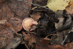 Lactarius spinosulus
