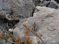 Sigaus australis
