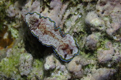 Glossodoris