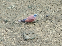 Streptopelia tranquebarica humilis