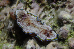 Glossodoris