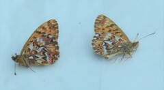 Boloria freija