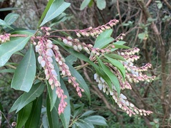 Pieris japonica taiwanensis