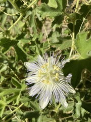 Passiflora arizonica