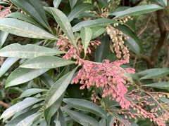 Pieris japonica taiwanensis