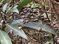 Pieris japonica taiwanensis