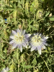 Passiflora arizonica