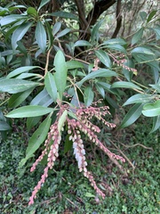 Pieris japonica taiwanensis
