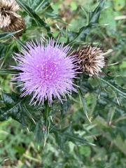 Cirsium japonicum australe