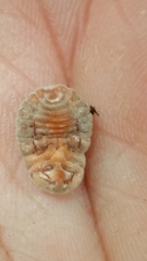 Coelostomidia