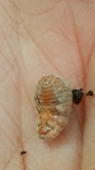 Coelostomidia