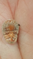 Coelostomidia