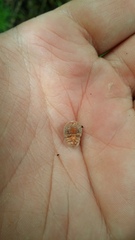 Coelostomidia