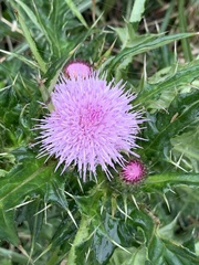 Cirsium japonicum australe
