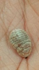Coelostomidia