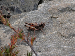 Sigaus australis