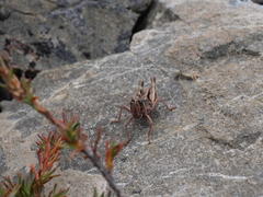Sigaus australis