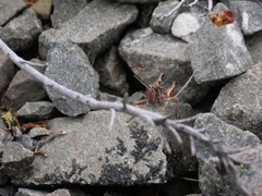 Sigaus australis