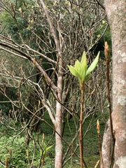 Rhododendron mariesii