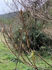 Rhododendron mariesii