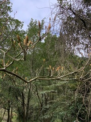 Rhododendron mariesii