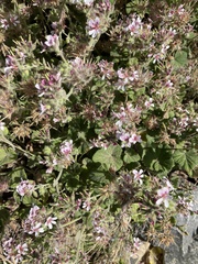 Pelargonium australe