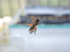 Chalcosyrphus valgus