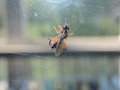 Chalcosyrphus valgus