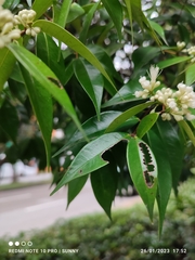 Syzygium zeylanicum