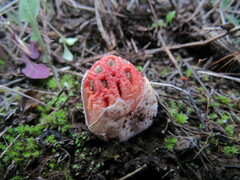Colus hirudinosus