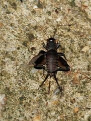 Teleogryllus
