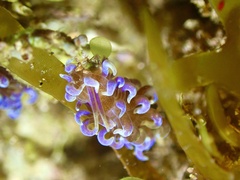 Phyllodesmium macphersonae