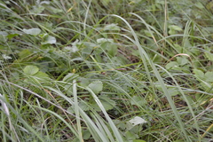 Carex hirta
