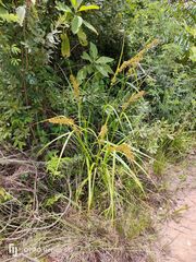 Carex zuluensis