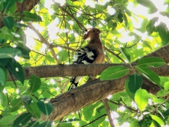 Upupa epops longirostris
