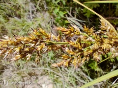 Carex zuluensis