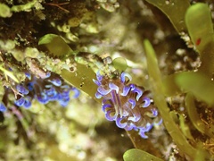 Phyllodesmium macphersonae