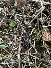 Ectrychotes andreae
