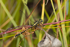 Austrogomphus ochraceus