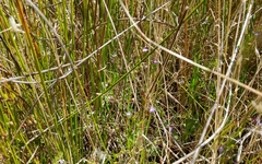 Lobelia anceps