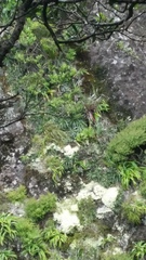 Celmisia graminifolia